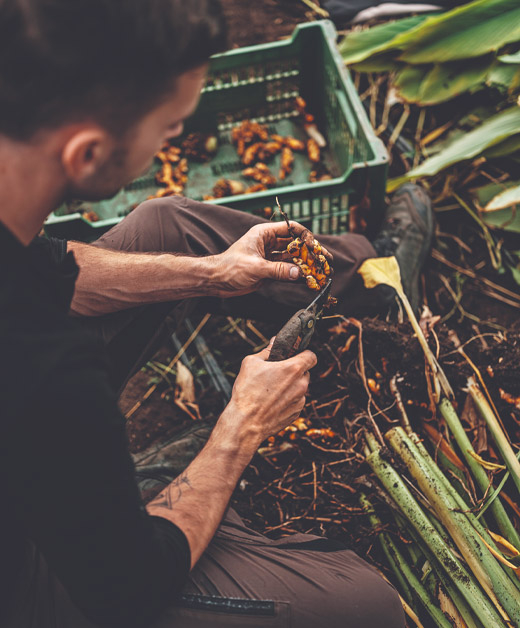 Kurkuma Ernte in Handarbeit- Ja! Natürlich