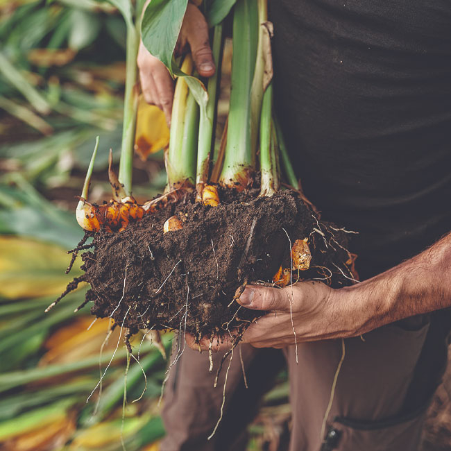 Kurkuma Wurzel - Ja! Natürlich