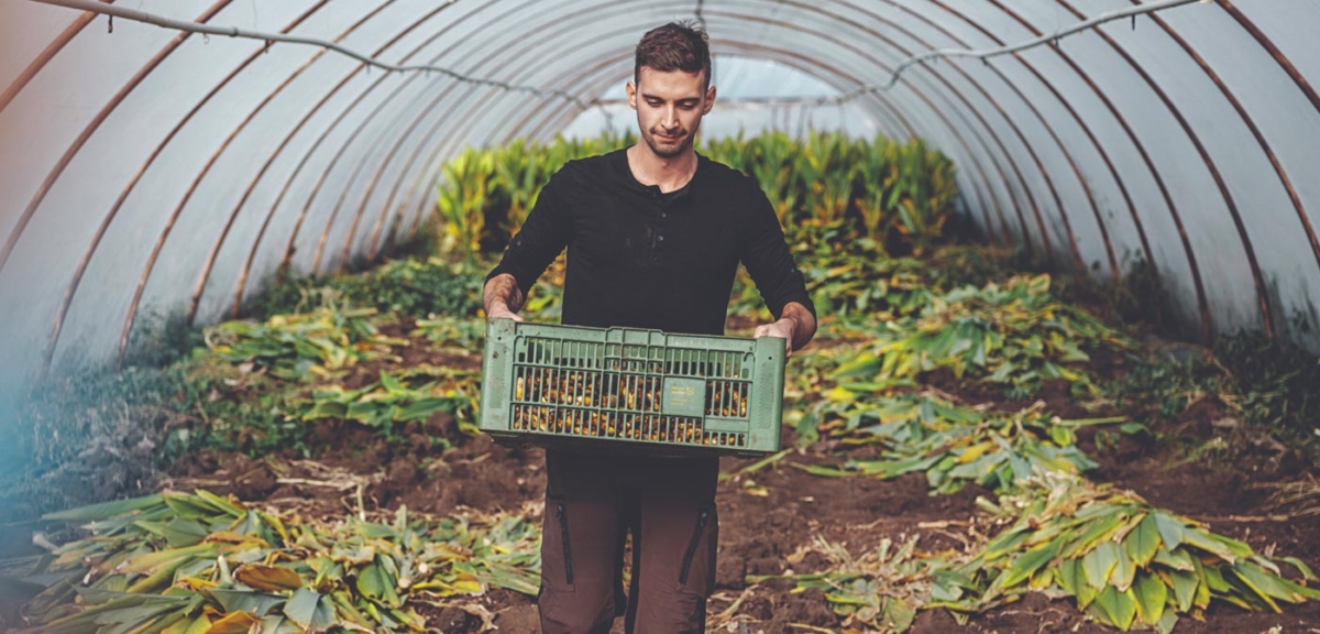 Kurkuma Ernte - Ja! Natürlich