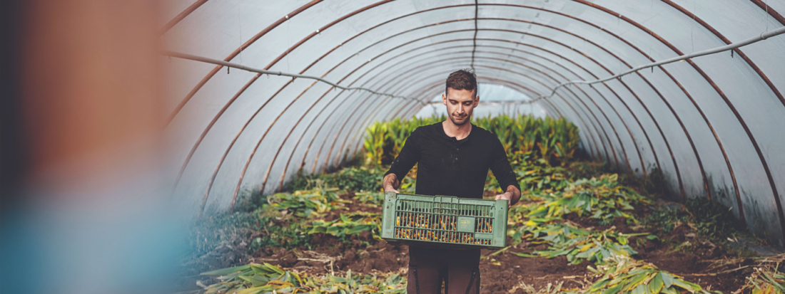 Exotisch und aus Österreich: Bio-Kurkuma