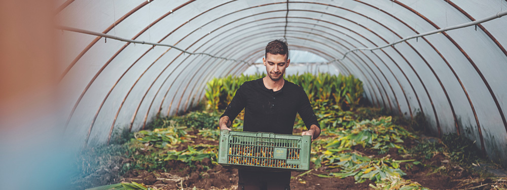 Kurkuma - ein Exot aus Österreich - Ja! Natürlich