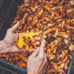 Kurkuma aufgeschnitten - Ja! Natürlich