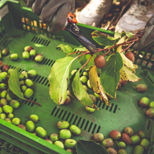 Mini-Kiwi Ernte in Handarbeit - Ja! Natürlich