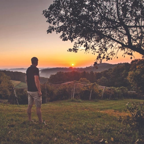 Blick über die Mini-Kiwi Plantage - Ja! Natürlich