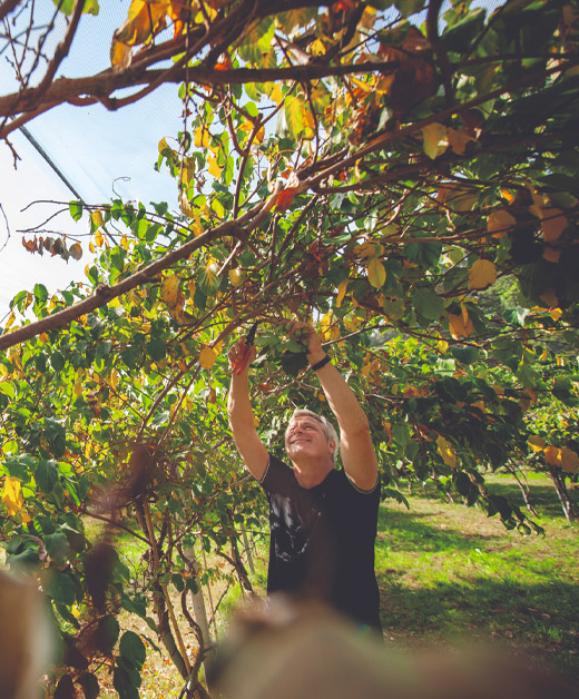 Mini-Kiwi Ernte von der Pflanze - Ja! Natürlich