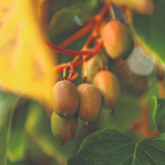 Mini-Kiwi an der Pflanze - Ja! Natürlich