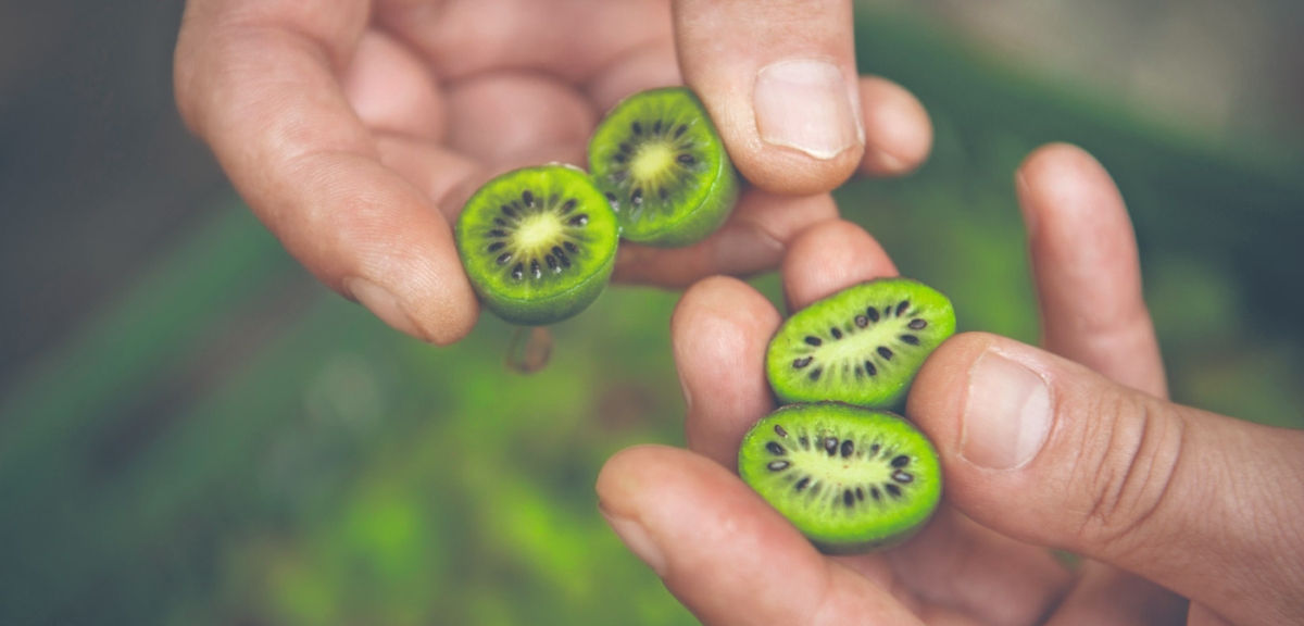 Mini-Kiwi aufgeschnitten - Ja! Natürlich