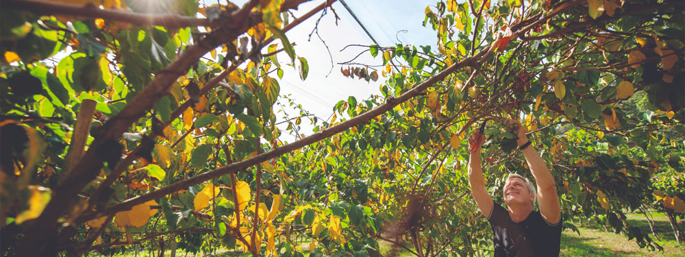 Mini-Kiwi, exotisch & aus Österreich - Ja! Natürlich