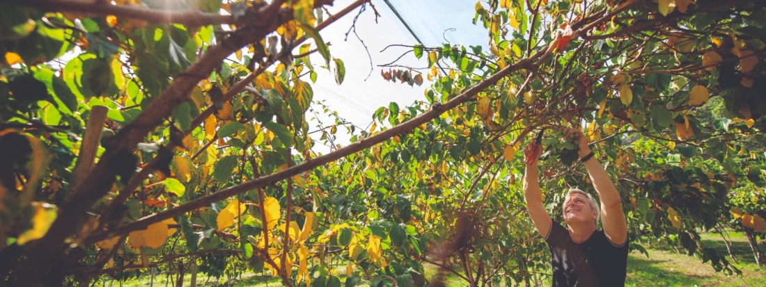 Exotisch und aus Österreich: Mini-Kiwis