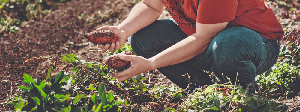 Süßkartoffel, exotisch & aus Österreich - Ja! Natürlich