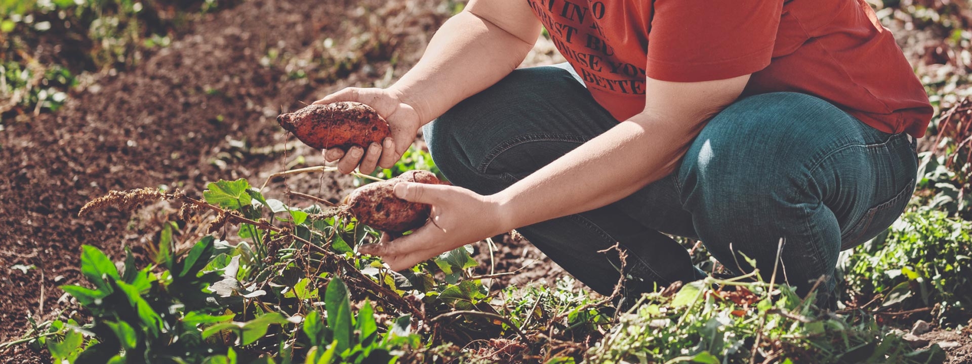 Süßkartoffel, exotisch & aus Österreich - Ja! Natürlich