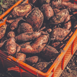 Süßkartoffel frisch nach der Ernte, mit Erde in Kiste - Ja! Natürlich