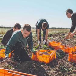 Süßkartoffel Ernte am Feld - Ja! Natürlich