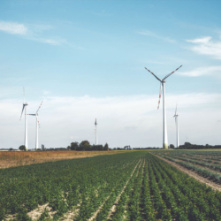 Süßkartoffel Feld - Ja! Natürlich