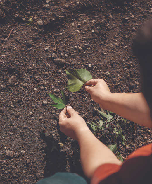 Süßkartoffel Blätter Vergleich - Ja! Natürlich