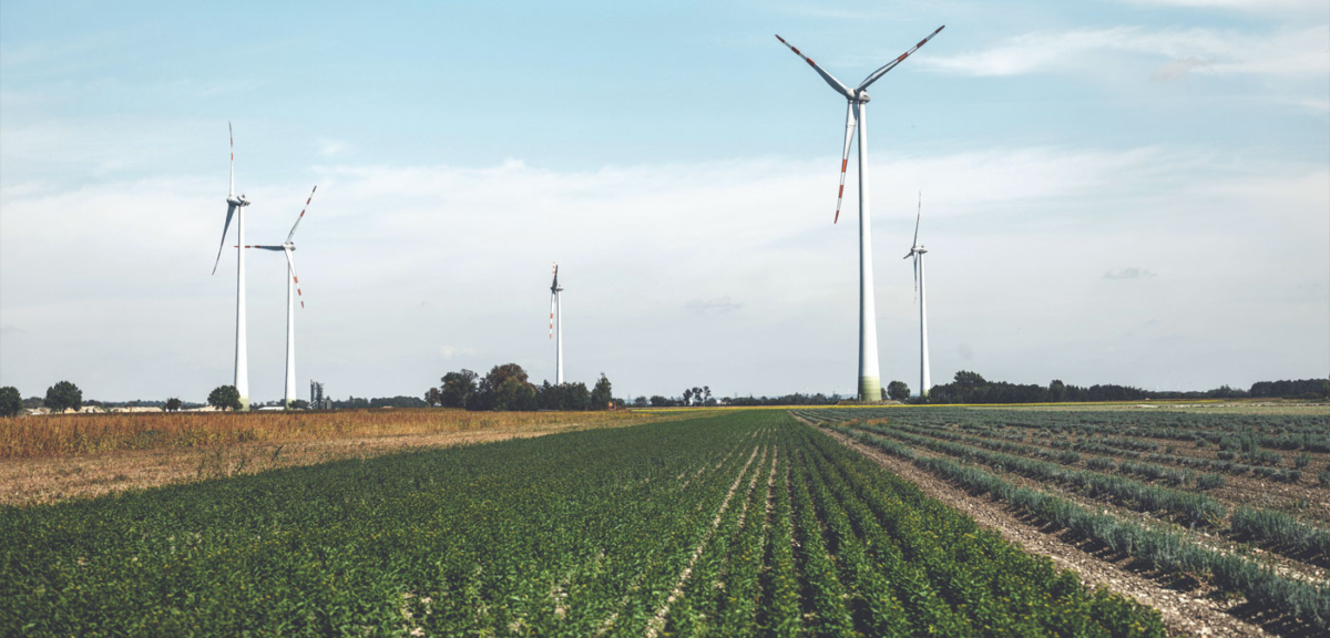 Süßkartoffel Feld - Ja! Natürlich