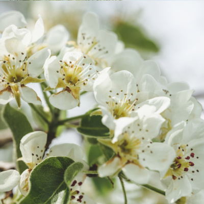 Biohof Hofer, Apfel Blüte - Ja! Natürlich