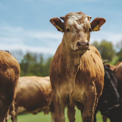 Biohof Hofer, Weidejungrind - Ja! Natürlich