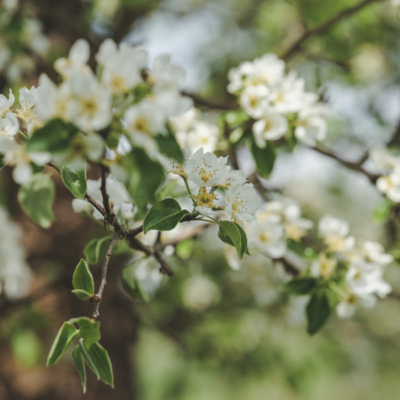 Biohof Hofer, Apfelblüte - Ja! Natürlich