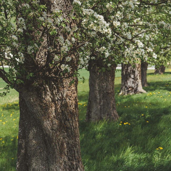 alte Apfelbäume am Biohof Hofer - Ja! Natürlich