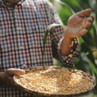 Bio-Bauer Grundschober, Griesmais-Kerne in Schale - Ja! Natürlich