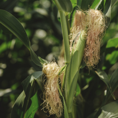 Bio-Bauer Grundschober, Griesmais Pflanze - Ja! Natürlich