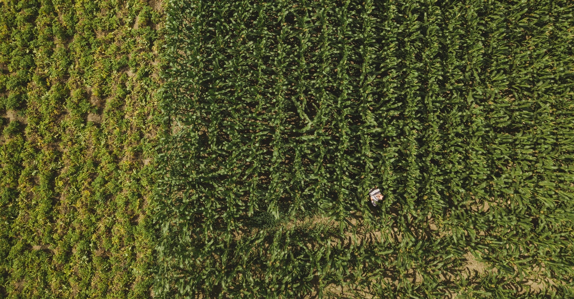 Bio-Bauer Grundschober, Griesmais / Polenta - Ja! Natürlich