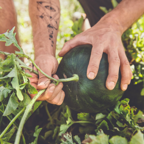 Ja! Natürlich Bio-Melone Erne