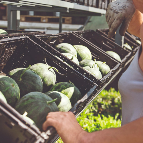 Ja! Natürlich Bio-Melonen in der Kiste