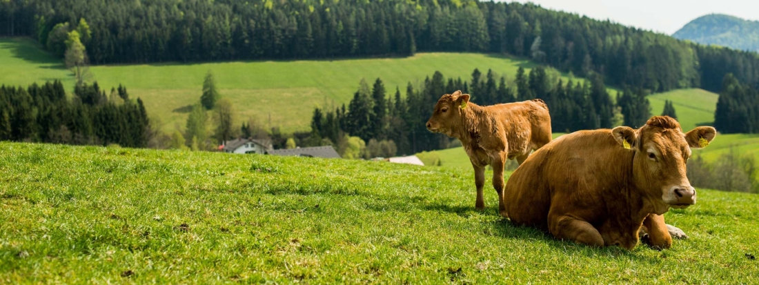 Stehen für höchstes Tierwohl: Unsere Bio-Weidejungrinder