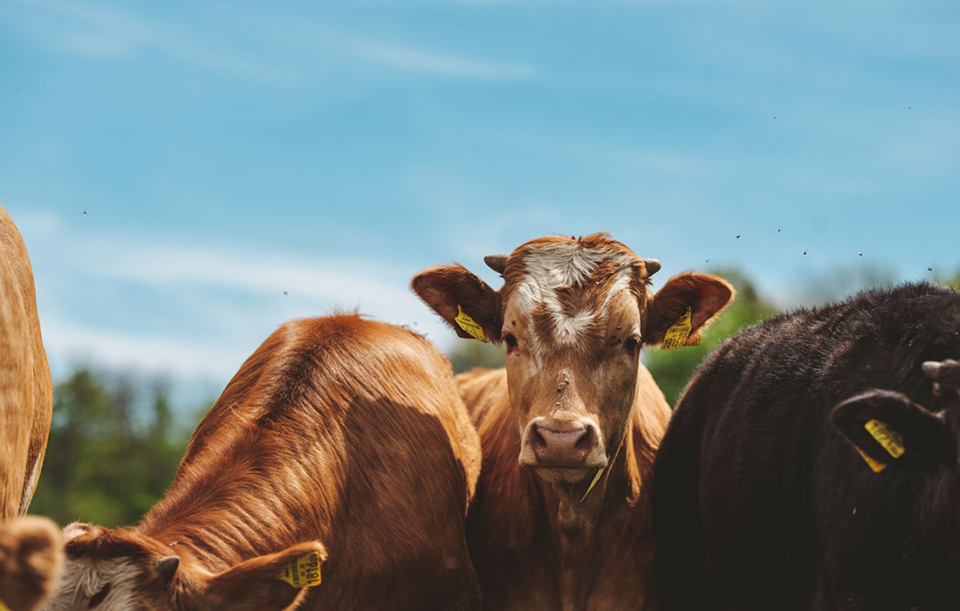 Stehen für höchstes Tierwohl: Unsere Bio-Weidejungrinder