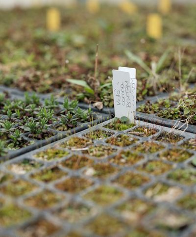 Ja! Natürlich Bio-Saatgut, junge Pflanzen