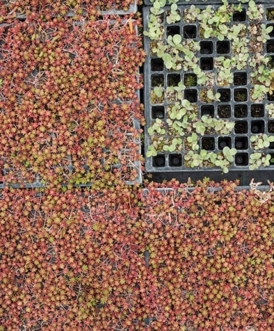 Ja! Natürlich Bio-Saatgut, junge Pflanzen von Oben