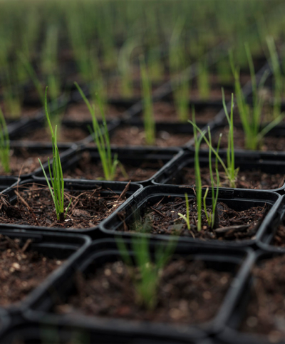 Ja! Natürlich Bio-Saatgut, Keimling