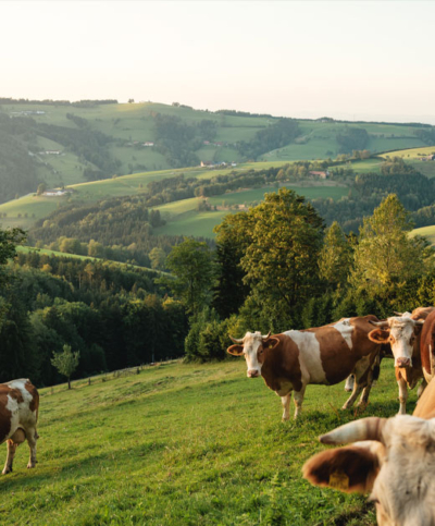 Bio-Bauer Schauer, Rinder auf der Weide - Ja! Natürlich