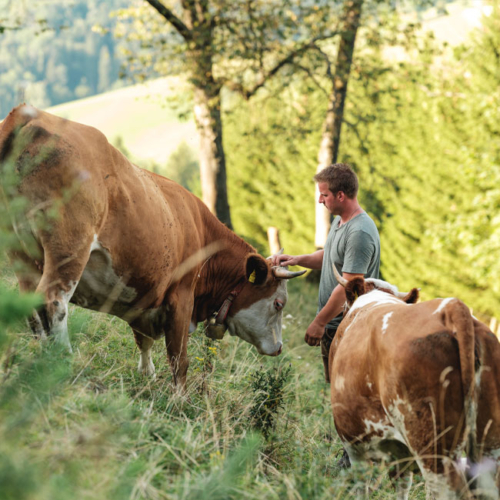 Bio-Bauer Schauer mit den Rindern - Ja! Natürlich