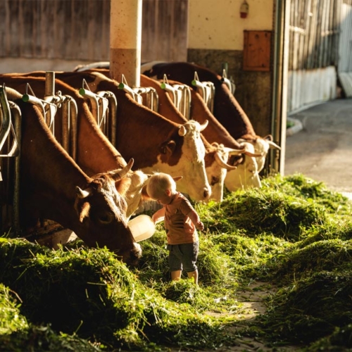 Bio-Bauer Schauer, Sohn füttert die Rinder - Ja! Natürlich