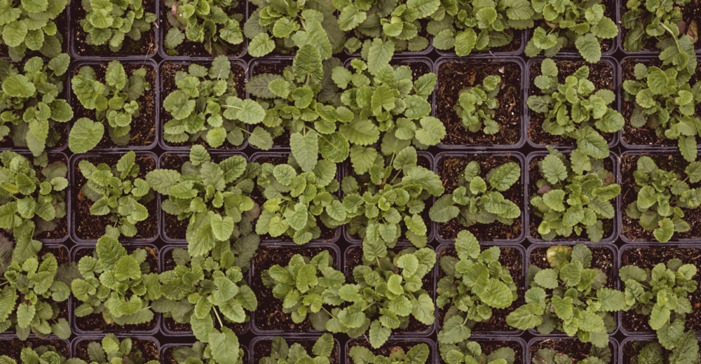 Bio-Bauer Rumplmayr, Wildblumen - Ja! Natürlich