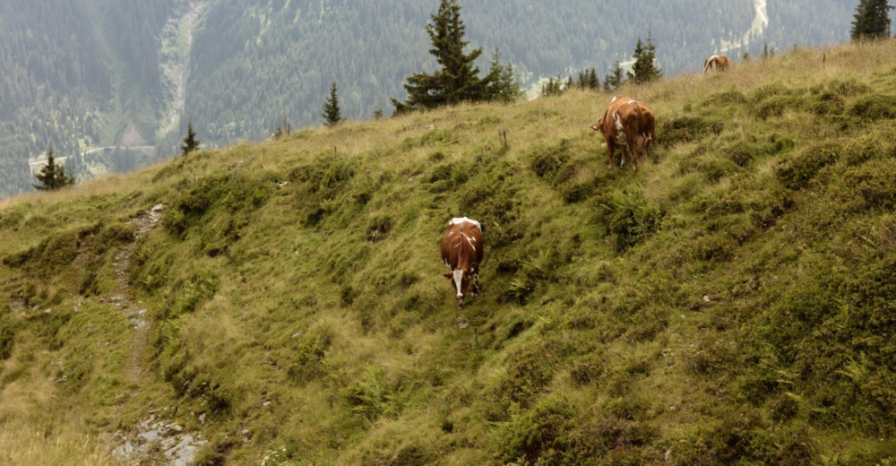 Bio-Bauer Rieder, Bio-Milch aus den Hohen Tauern - Ja! Natürlich