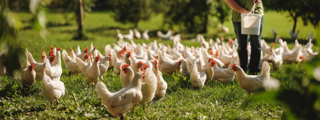 Stehen für hohes Tierwohl: <br/> Unsere Bio-Hühner