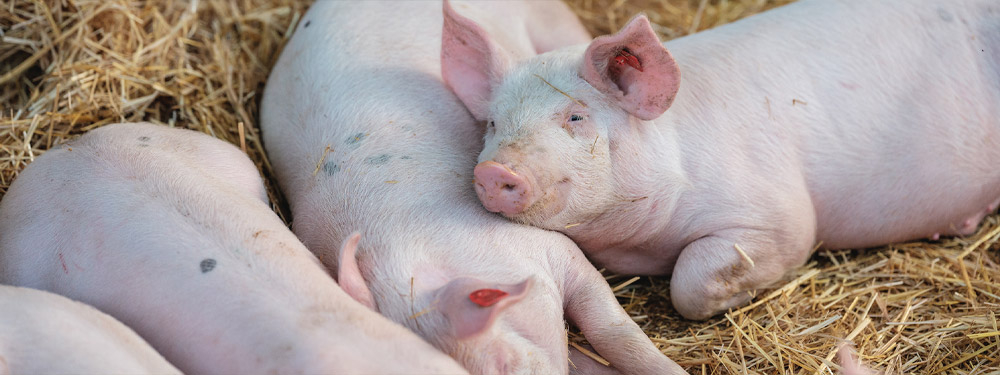 Bio-Strohschweine liegen im Stroh