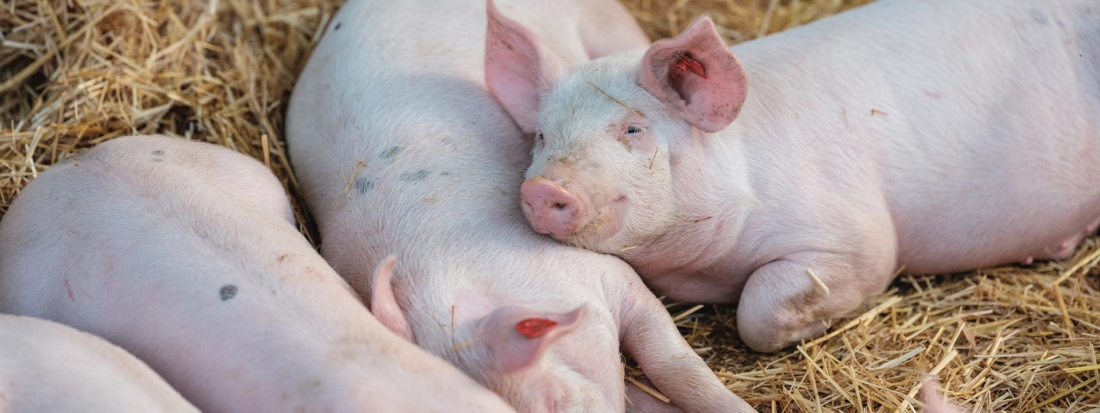 Stehen für hohes Tierwohl: Unsere Bio-Strohschweine