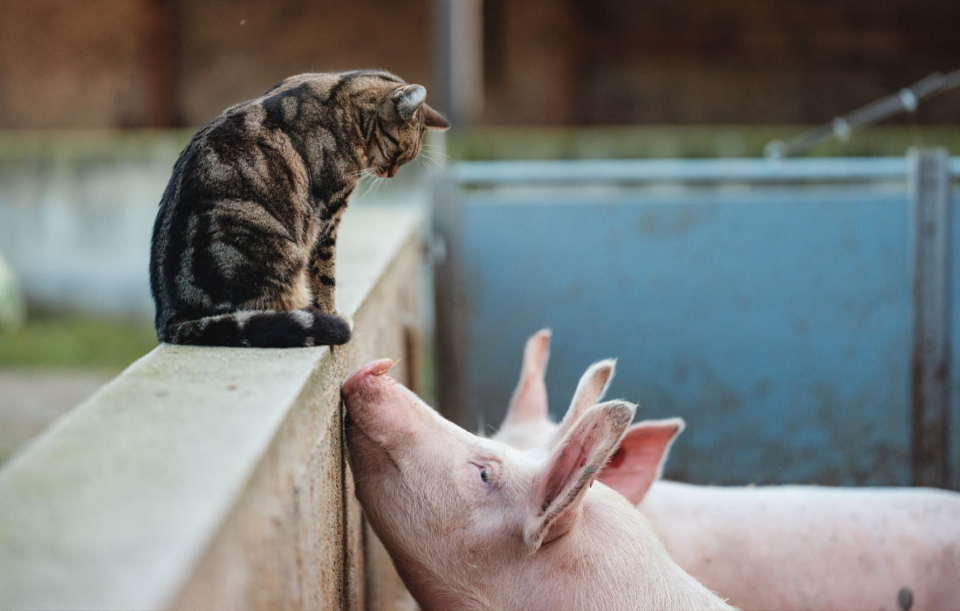 Stehen für hohes Tierwohl: Unsere Bio-Strohschweine