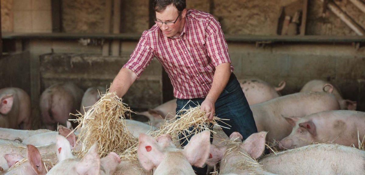 Bio-Strohschweine, Anton Nichtawitz - Ja! Natürlich