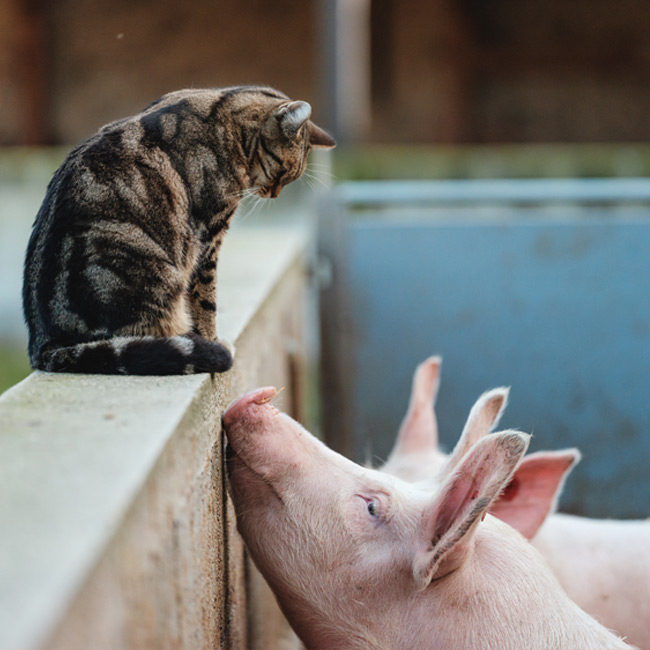 Katze auf Mauer schaut zu Bio-Strohschwein