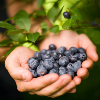 Jemand hält Bio-Heidelbeeren.