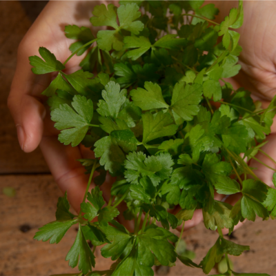 Jemand hält eine Handvoll Bio-Petersilie.