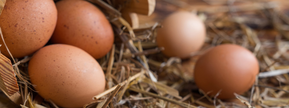Braune Bio-Eier auf Stroh