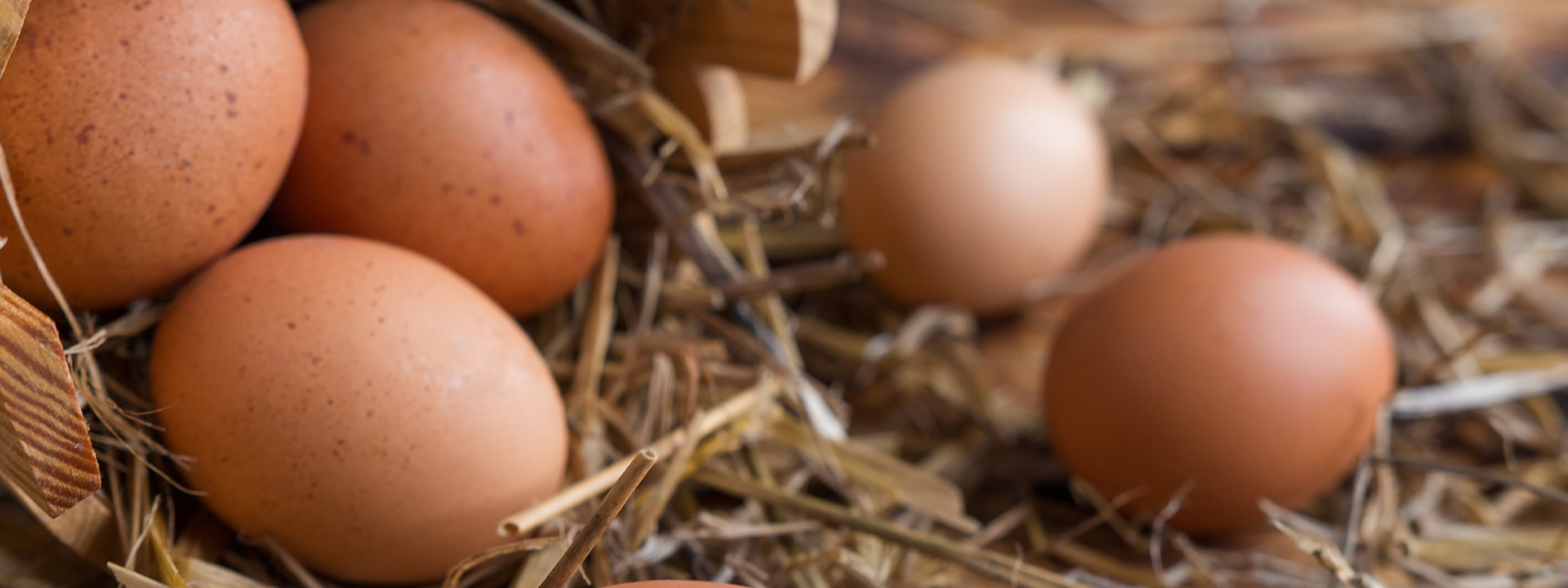 Braune Bio-Eier auf Stroh
