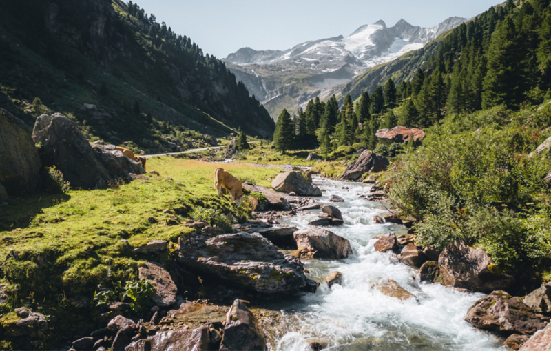Gewinne einen Bio-Urlaub im Nationalpark Hohe Tauern
